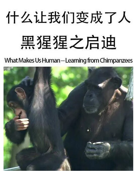什么让我们变成了人——黑猩猩之启迪