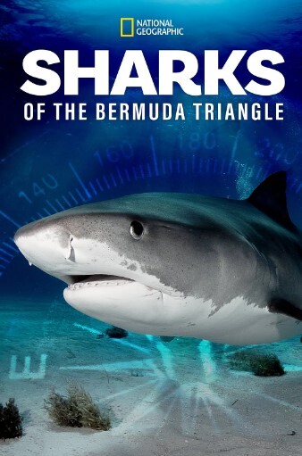 百慕大三角：鯊魚